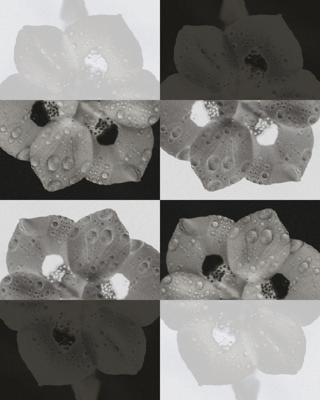 BLURRED STATES  MONO — 001