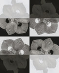 BLURRED STATES  MONO — 001