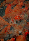COLLECTED STILLS — 005